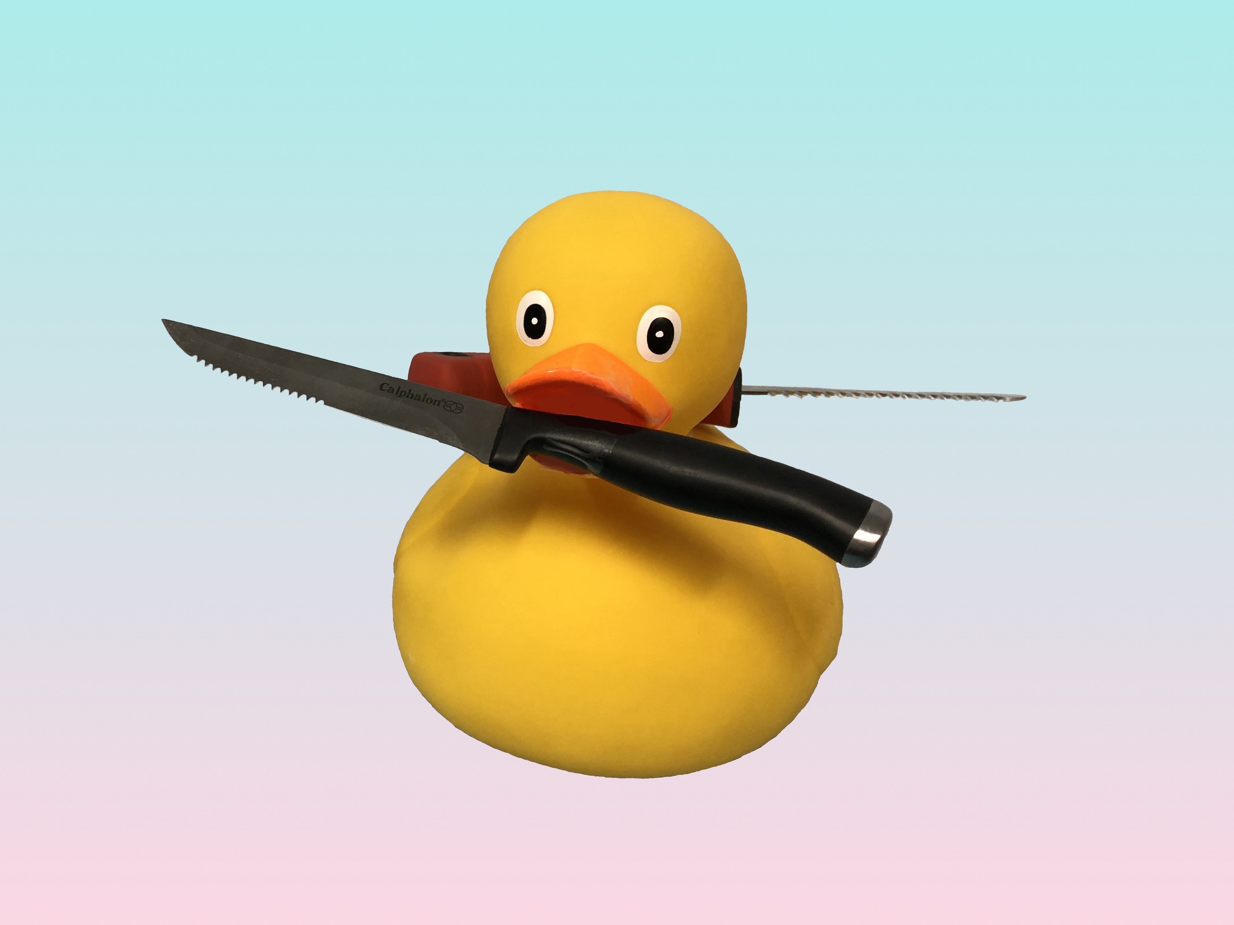 Shank Duck